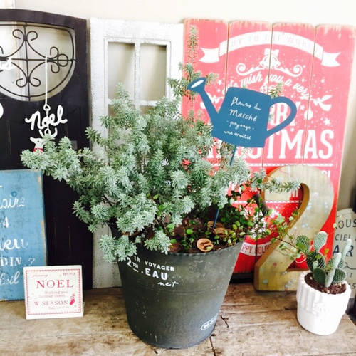 新作♡現品のみ【もこもこ ウエストリンギア寄せ植え】可愛いお花も