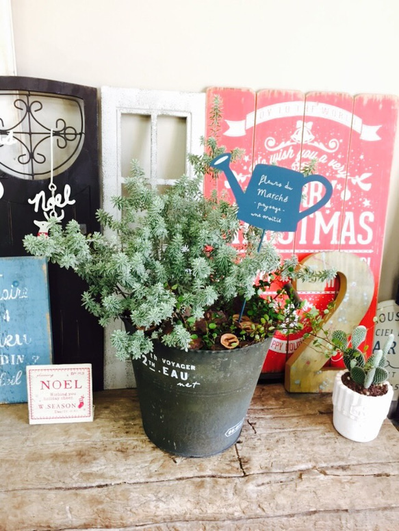 新作♡現品のみ【もこもこ ウエストリンギア寄せ植え】可愛いお花も