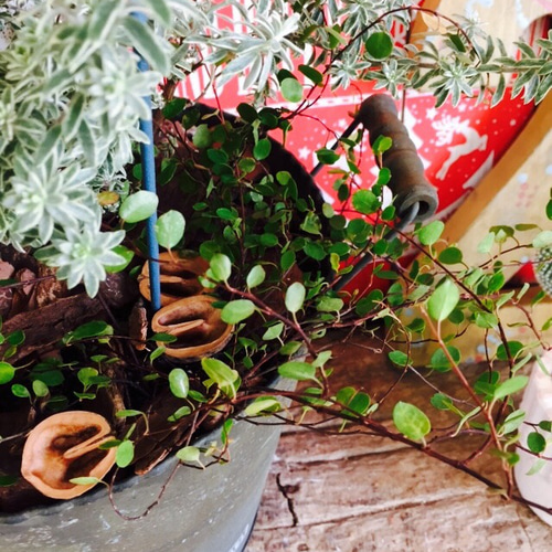 新作♡現品のみ【もこもこ ウエストリンギア寄せ植え】可愛いお花も