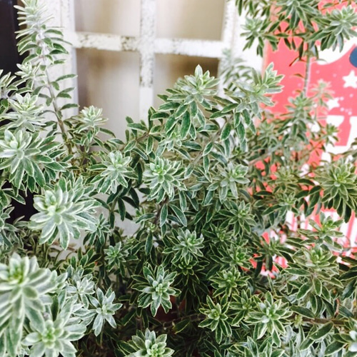 新作♡現品のみ【もこもこ ウエストリンギア寄せ植え】可愛いお花も