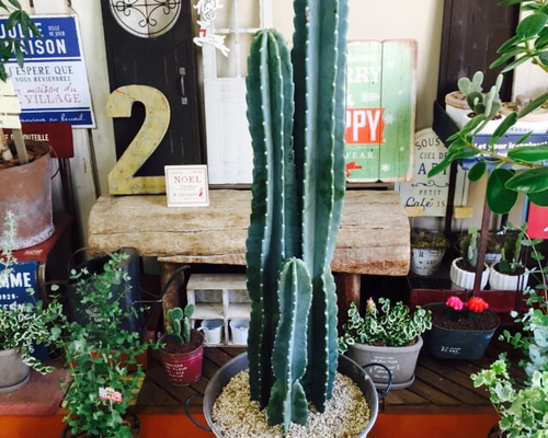 アルチビオ サボテン 柄 試着のみ 美品 多肉植物）サボテン オプンチア ランセオラータ 青海波