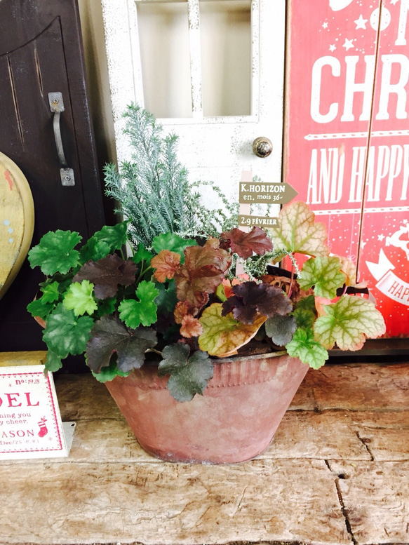 新作♡現品【3色ヒューケラ 寄せ植え】カッコイイおしゃれな