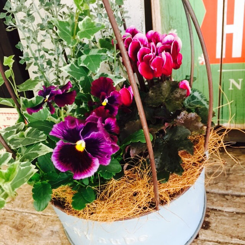 新作♡現品【鳥かご水色ブリキ 寄せ植え】カッコイイおしゃれな植物