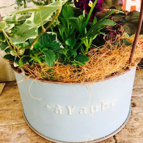新作♡現品【鳥かご水色ブリキ 寄せ植え】カッコイイおしゃれな植物