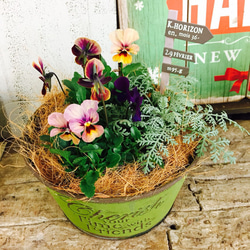 新作♡【ビオラ ミニ寄せ植え】可愛いガーデニング♡緑ブリキ鉢