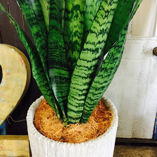 現品♡【サンスベリア 大】空気を綺麗にする観葉植物♡白系陶器鉢 