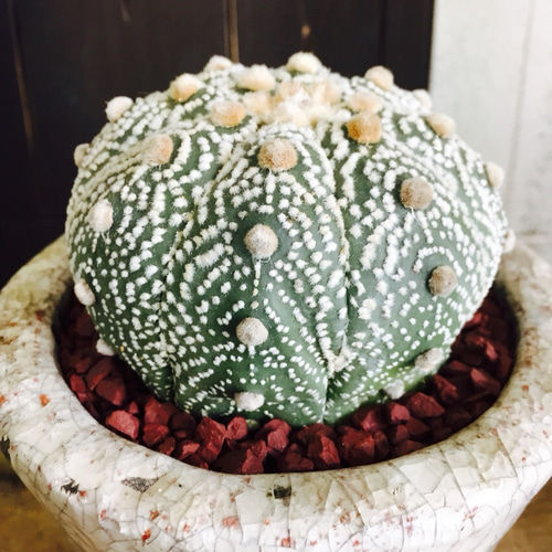 新作♡一点もの 現品【兜丸 サボテン】陶器鉢 受け皿つき！かっこいい 