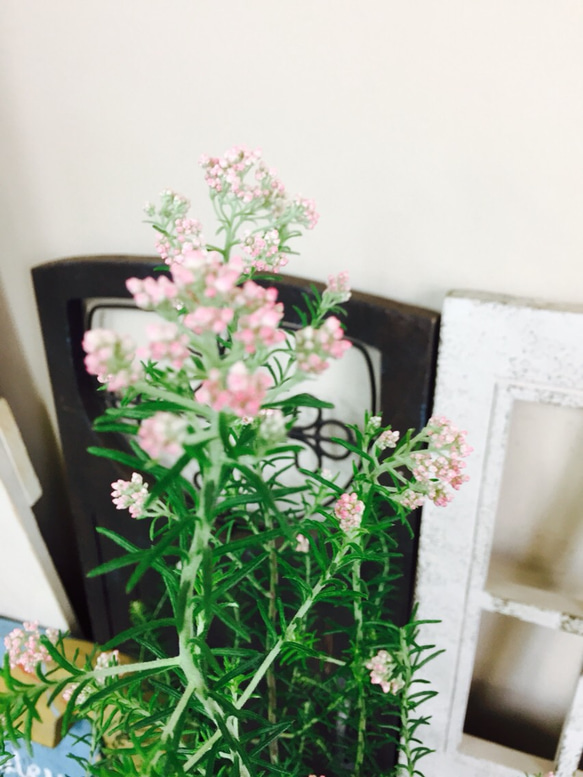 新作♡現品【ライスフラワー】アイビー寄せ植え 赤系ブリキ鉢♡すてきなお花 4枚目の画像