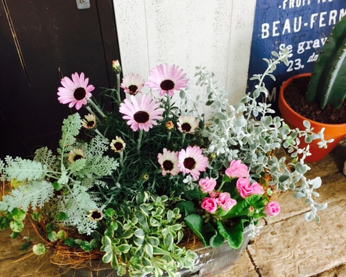 現品ラスト♡【たっぷり 寄せ植え】素敵なお花のガーデニング