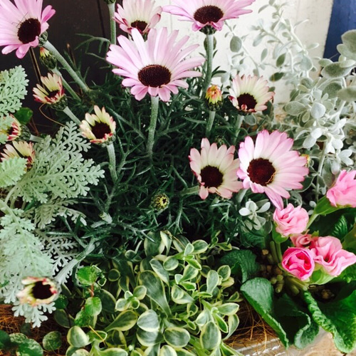 現品ラスト♡【たっぷり 寄せ植え】素敵なお花のガーデニング