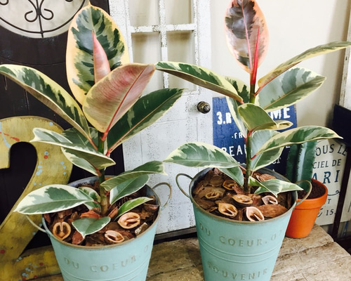 再販ラスト♡【フィカス ティネケ】お手頃サイズ♡グリーン系ブリキ鉢