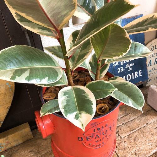 おしゃれインテリアに！斑入りフィカス・ティネケ1【存在感のある一鉢】