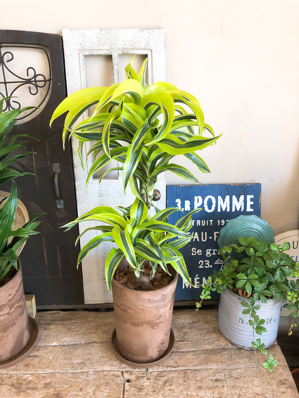 希少　ドラセナ　ワーネッキーレモンサプライズ　陶器鉢　植え込み発送 ドラセナ レモンサプライズ 鉢 ドラセナ ワーネッキーレモン