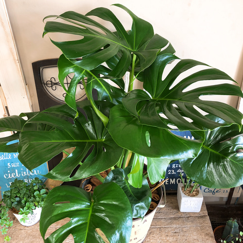 大きめモンステラ 観葉植物 新作♡現品【モンステラ】大きめ葉っぱのカッコイイ観葉植物♡おしゃれ