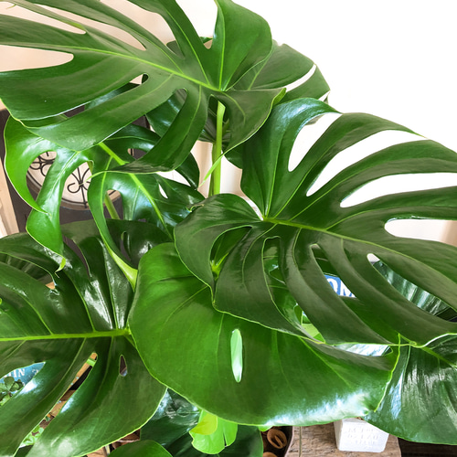 新作♡現品【モンステラ】大きめ葉っぱのカッコイイ観葉植物