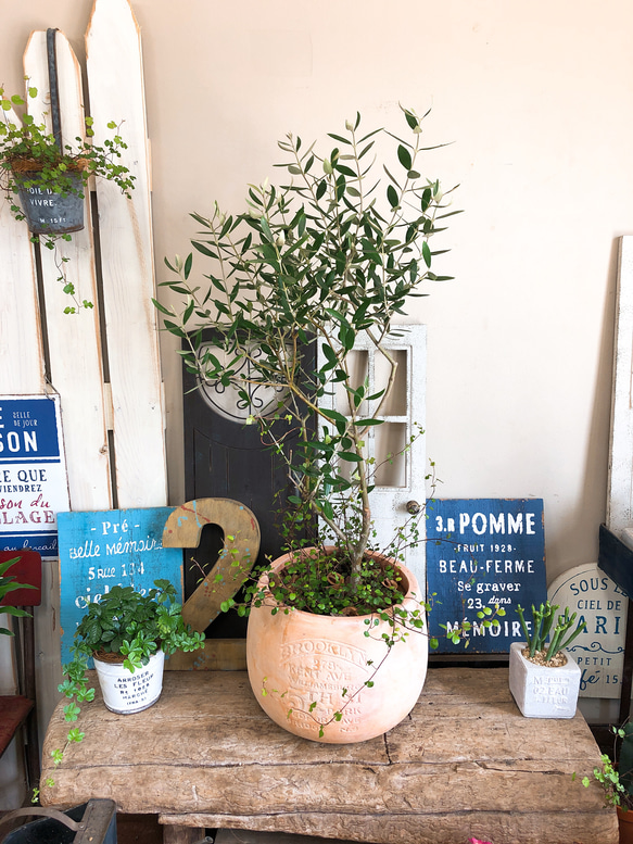現品SALE♡【オリーブの木】陶器鉢！♡ワイヤープランツ2種類寄せ植え