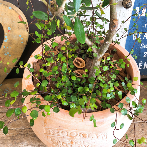 植木鉢　陶器　大型　内径30 高さ32観葉植物　シンボルツリーオシャレ 楽天市場】鉢植え【オリーブ】ミッション 自然樹形 全高H≒185