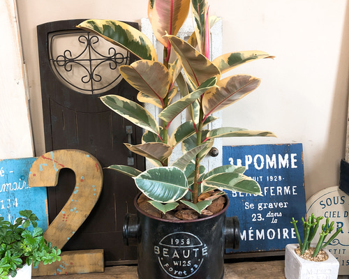 フィカス　クライギー　ディシェリ　引取り限定　植物　インテリア フィカス クライギー ディシェリ 引取り限定 植物 インテリア