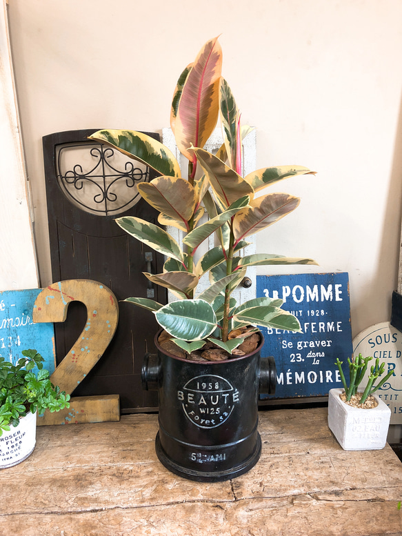 フィカス 観葉植物 大きい 黒鉢