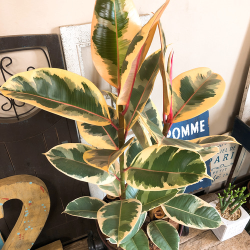 新作♡現品【フィカス ティネケ】黒系ブリキ鉢！オシャレな観葉植物