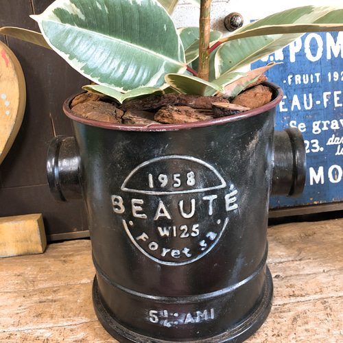 おしゃれインテリアに！斑入りフィカス・ティネケ１【存在感のある一鉢】 1_3d661204674171cdd7f7f2a16cd0