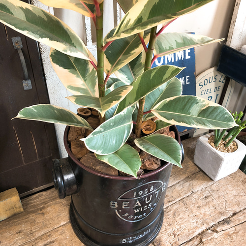 新作♡現品【フィカス ティネケ】黒系ブリキ鉢！オシャレな観葉