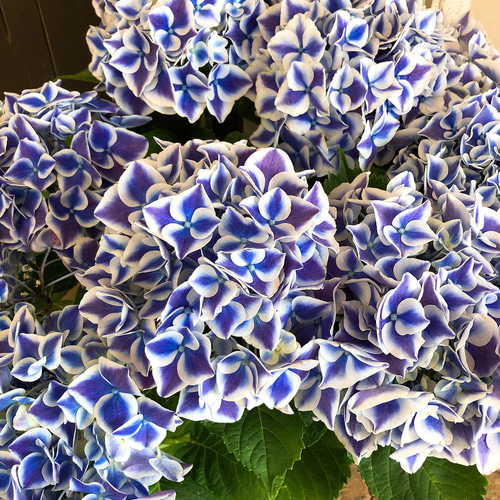 新作♡【青白グラデーション あじさい 】かっこいい紫陽花！ 人気季節