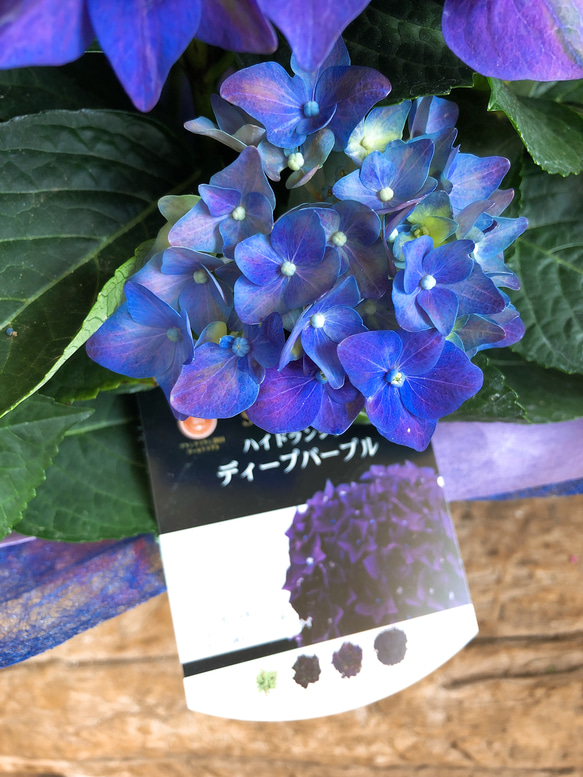 現品ラスト♡【あじさい ディープパープル 】ラッピングつき！渋くてかっこいいお色の紫陽花♡青紫 4枚目の画像