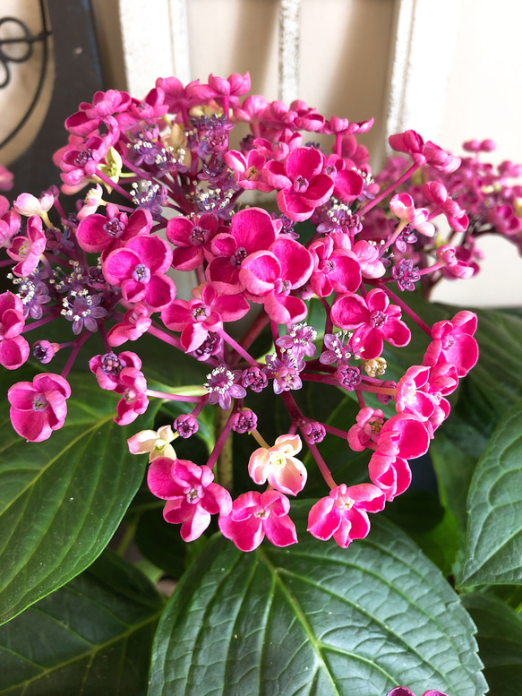 新作♡現品！レア【赤紫系 あじさい 】華あられ♡可愛い珍しい