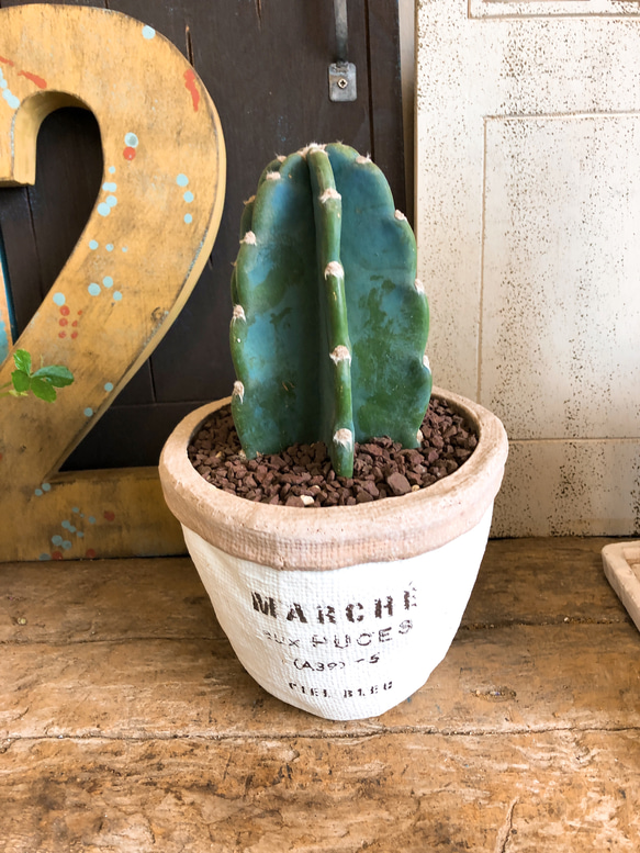 柱サボテン　90cm 陶器の鉢付属 柱サボテン陶器鉢｜広島花屋オンラインショップ花将