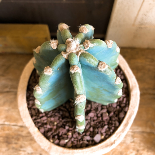 ※最終SALE※超希少！マリアンネフオタリ　サボテンの花　陶器置物アラビア HABITAT STYLE / オベサ&オベサ / 與那嶺大輔 作 植木鉢［No.51