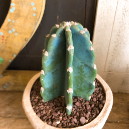 ※最終SALE※超希少！マリアンネフオタリ　サボテンの花　陶器置物アラビア 1_a4eb93c3b3f033e90eea134c78a5