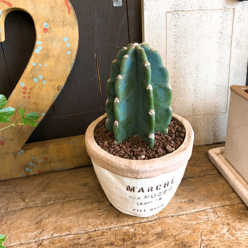 ※最終SALE※超希少！マリアンネフオタリ　サボテンの花　陶器置物アラビア PLANCHU400102 サボテン ヒボタン 陶器鉢植え 受け皿付き 育て方