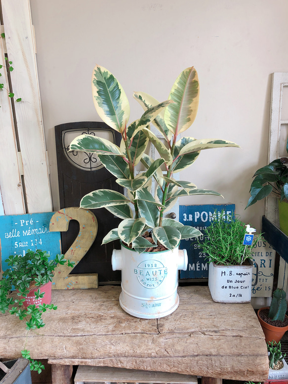 フィカス クライギー ディシェリ 引取り限定 植物 インテリア フィカス