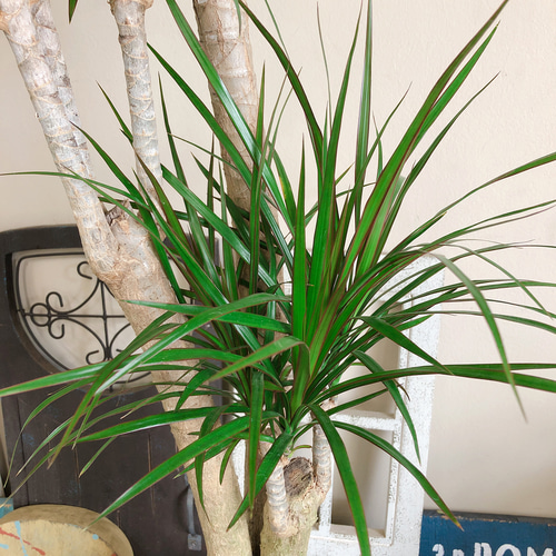 ［現品］F1 ドラセナコンシンネ　観葉植物　大型　室内　黒　鉢カバー付　一点物 現品］F1 ドラセナコンシンネ 観葉植物 大型 室内 黒 鉢カバー付