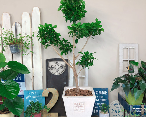 フィカス 観葉植物 陶器鉢付き 楽天市場】◇希少◇観葉植物 フィカス ゴールドコイン 5号 陶器鉢高さ