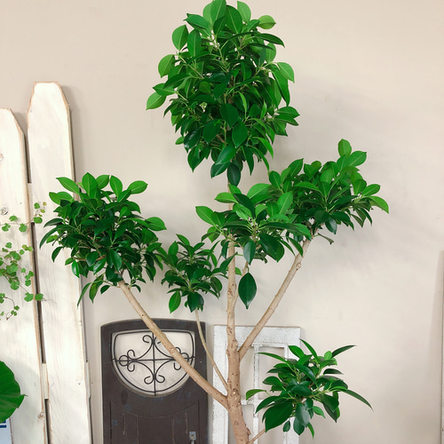 在庫一掃SALE♡現品【フィカス ナナ】大きめグリーン♡人気の観葉植物