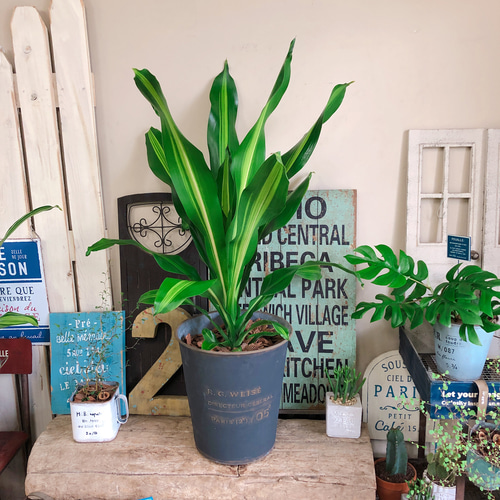 ドラセナ ナビー 観葉植物 インテリアグリーン ドライガーデン 室内