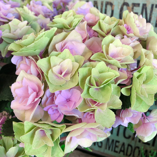 新作♡現品！希少【秋色あじさい】アンティークカラー♡レアな八重咲き