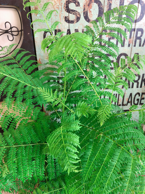 新作♡現品【ジャカランダ】涼しげ爽やかグリーン♡ちょっと珍しい観葉植物！薄グリーン系ブリキ鉢 5枚目の画像