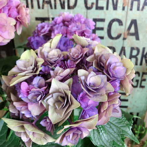新作♡現品！希少【秋色あじさい】アンティークカラー♡レアな八重咲き