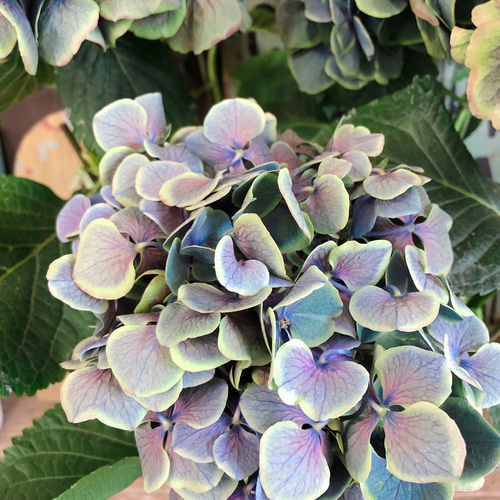 新作♡現品！希少【秋色あじさい】アンティークカラー♡レアな紫陽花