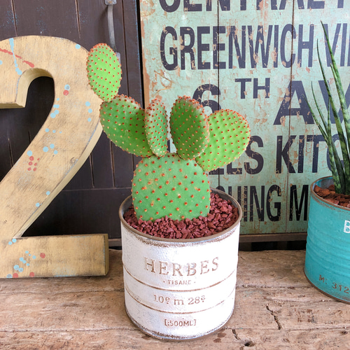 新作♡現品【ウチワサボテン ミニサイズ】白系ブリキ鉢！可愛い多肉