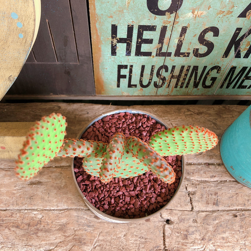 新作♡現品【ウチワサボテン ミニサイズ】白系ブリキ鉢！可愛い多肉