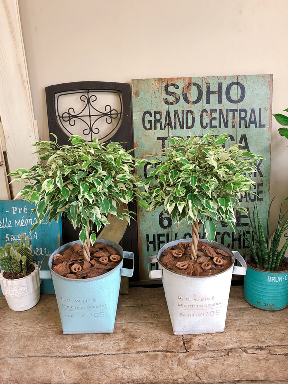 新作♡【ベンジャミン スターライト】カジュアル観葉植物♡白系ブリキ