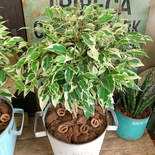 新作♡【ベンジャミン スターライト】カジュアル観葉植物♡白系ブリキ