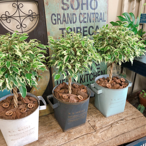 新作♡【ベンジャミン スターライト】カジュアル観葉植物♡黒系