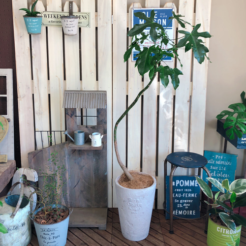 ブラキキトン 陶器鉢 【公式通販】