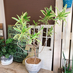 高級観葉植物まとめて3つ 新作♡現品のみ【くねっとドラセナ】カッコイイ観葉植物♡渋かっこいい