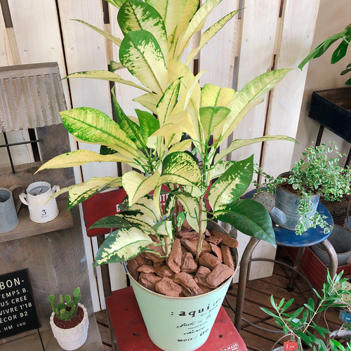 クロトン。 観葉植物 。大型。鉢ごと無料で発送致します。 クロトン。黄色。大型。観葉植物。鉢ごと無料で発送致します